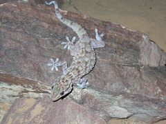 Tarentola parvicarinata