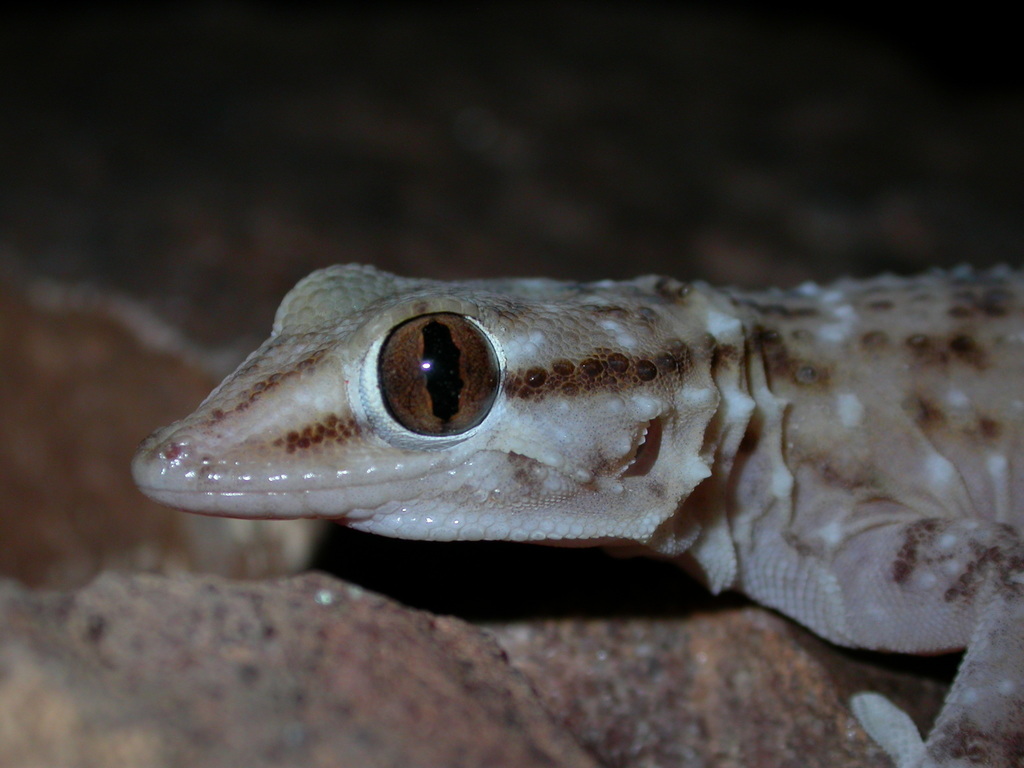 White-Spotted Wall Gecko