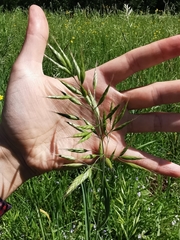 Bromus hordeaceus