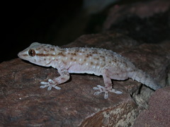 Tarentola parvicarinata