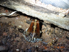 Physalaemus kroyeri