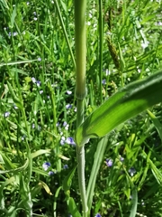 Bromus hordeaceus
