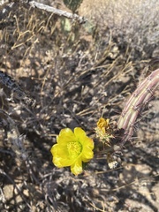 Cylindropuntia thurberi versicolor