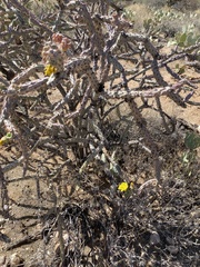 Cylindropuntia thurberi versicolor