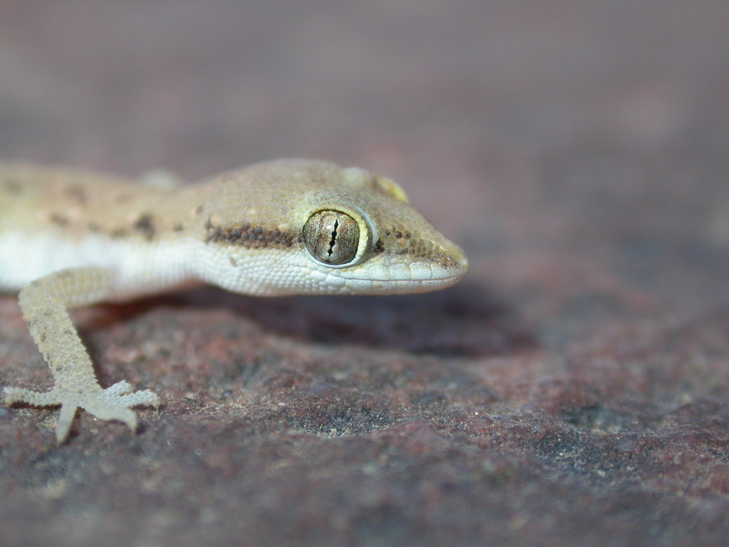 Northern Sand Gecko