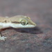 Tripoli Gecko - Photo (c) Julien Renoult, some rights reserved (CC BY), uploaded by Julien Renoult