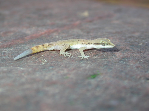 Tropiocolotes tripolitanus