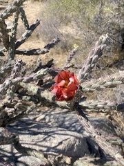 Cylindropuntia thurberi versicolor