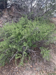 Ribes leptanthum