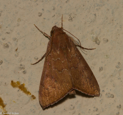 Anomis illita