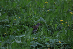 Turdus pilaris