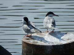 Sterna hirundo