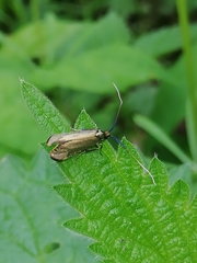 Adela reaumurella