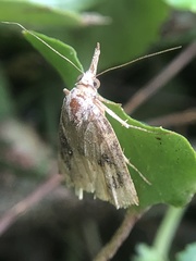 Hypena humuli