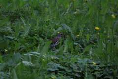 Turdus pilaris