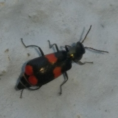 Anthocomus