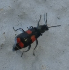 Anthocomus