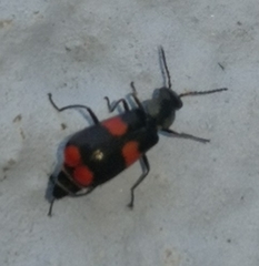 Anthocomus