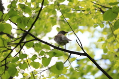 Turdus pilaris