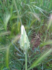 Scorzonera laciniata