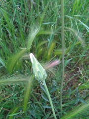 Scorzonera laciniata