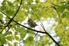 Turdus pilaris