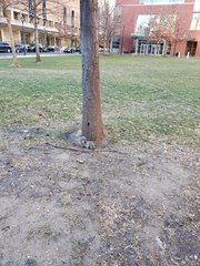 Sciurus carolinensis