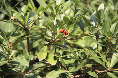 Pittosporum heterophyllum