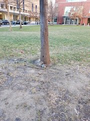 Sciurus carolinensis