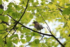 Turdus pilaris