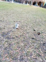 Sciurus carolinensis