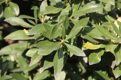 Pittosporum heterophyllum