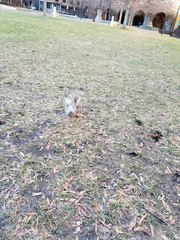 Sciurus carolinensis