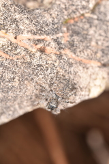 Philaeus chrysops