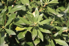 Pittosporum heterophyllum