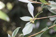 Pittosporum heterophyllum