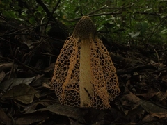 Phallus haitangensis
