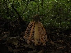 Phallus haitangensis