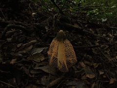 Phallus haitangensis