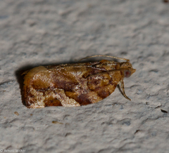 Argyrotaenia sphaleropa