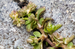 Polycarpon tetraphyllum tetraphyllum
