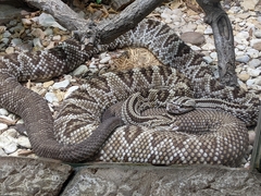 Crotalus durissus durissus