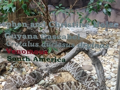 Crotalus durissus durissus