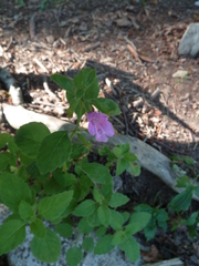 Clinopodium grandiflorum