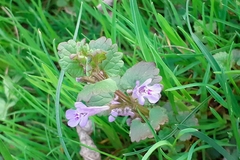 Glechoma hederacea