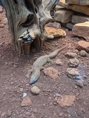 Varanus acanthurus