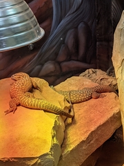 Varanus acanthurus