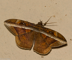 Hemeroblemma opigena