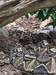 Bitis gabonica