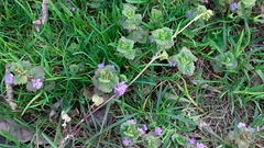 Glechoma hederacea